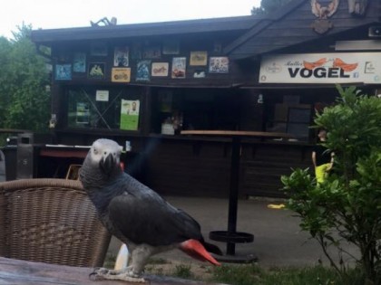 照片: Bikertreff Vogel